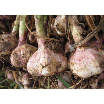 Hot Sales 2021 New Crop Chinese Fresh Garlic